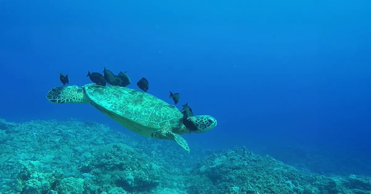 Marine Turtle Management Program - Cavite | San Miguel Aerocity Inc.